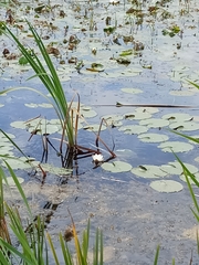 Nymphaea candida