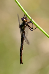 Gomphomacromia paradoxa