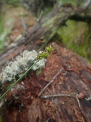 Carex wiegandii