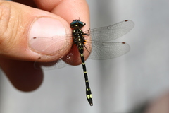 Gomphomacromia paradoxa