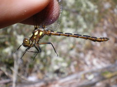 Gomphomacromia paradoxa
