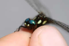 Gomphomacromia paradoxa