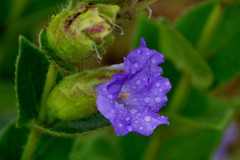 Strobilanthes sessilis