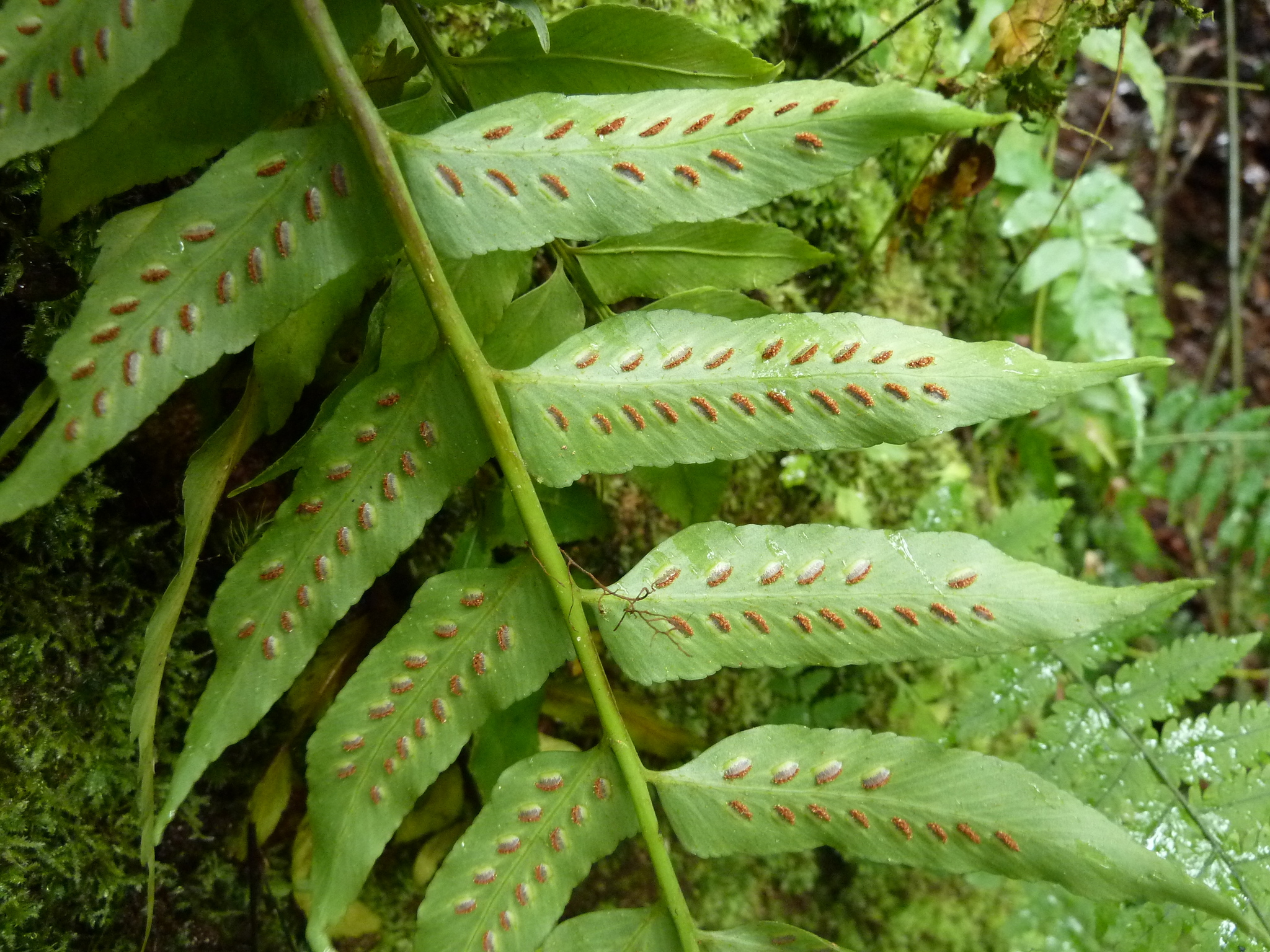 Asplenium anisophyllum
