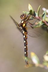 Gomphomacromia paradoxa