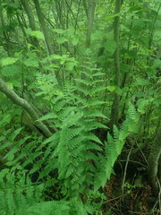 Dryopteris × uliginosa