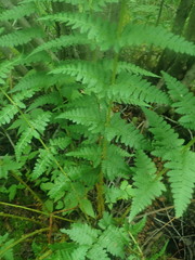 Dryopteris × uliginosa