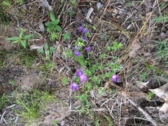 Triodanis perfoliata
