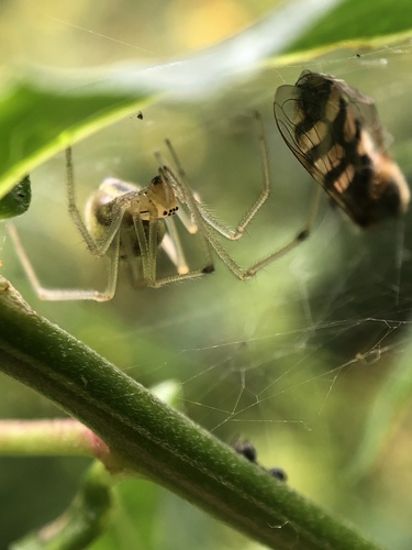Common candy-striped spider, Groningen, NL, photo 10 of 10