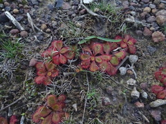 Drosera praefolia