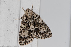 Acronicta fragilis