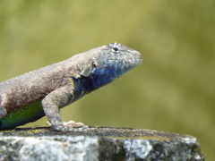 Sceloporus gadoviae