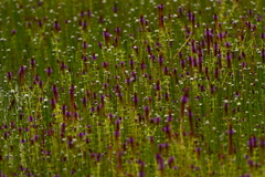 Pogostemon deccanensis