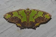 Agathia hemithearia