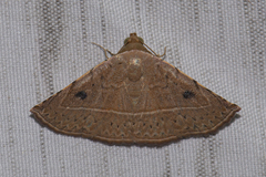 Eublemma latericolor