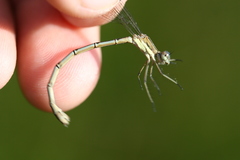 Lestes undulatus