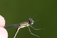 Lestes undulatus