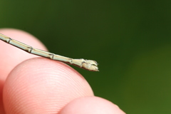 Lestes undulatus