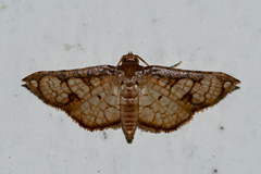 Hypolamprus