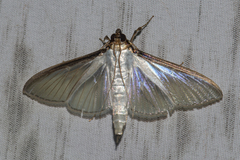 Cydalima diaphanalis