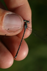 Lestes undulatus