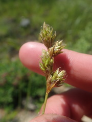 Carex adusta