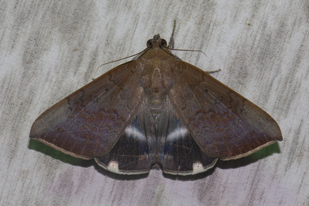 Achaea mercatoria