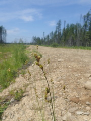 Media resource of Carex adusta