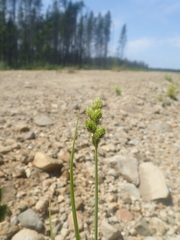 Carex cumulata