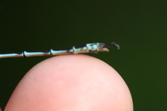 Lestes undulatus
