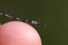 Lestes undulatus