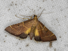 Persicoptera aglaopa