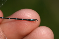 Lestes undulatus