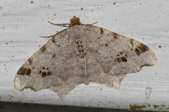 Macaria notata
