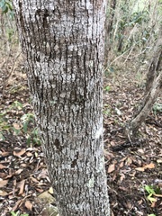 Brachychiton populneus