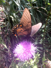 Papilio alexiares garcia