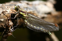 Neogomphus bidens