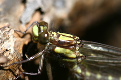 Neogomphus bidens