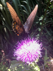 Papilio alexiares garcia