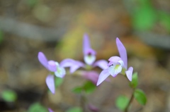 Triphora trianthophoros trianthophoros