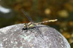 Neogomphus bidens