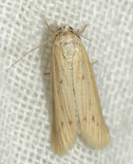 Ematheudes punctella
