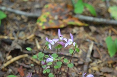Triphora trianthophoros trianthophoros