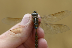 Rhionaeschna diffinis