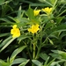 Water Primrose - Photo (c) Luca Boscain, some rights reserved (CC BY-NC)
