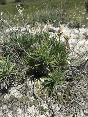 Onosma tanaitica