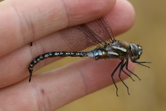 Rhionaeschna diffinis