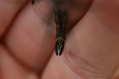 Rhionaeschna diffinis