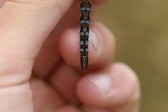 Rhionaeschna diffinis