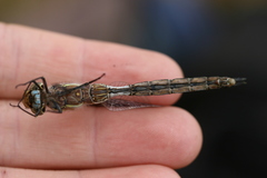 Rhionaeschna diffinis